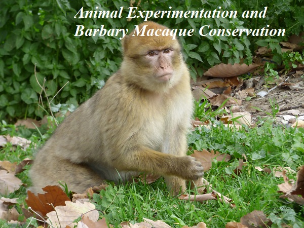 FILABE 2026: International Workshop on Animal Experimentation and the Protection of the Barbary Macaque